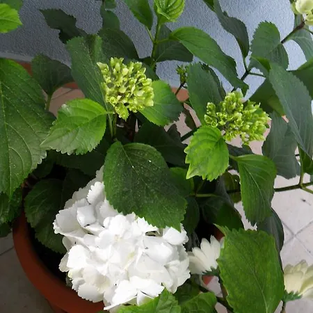Apartament Diana *